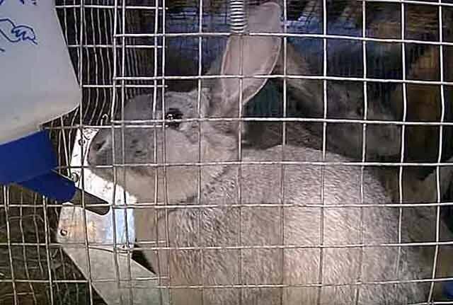 Понос у кролика: основные причины и чем лечить в домашних условиях