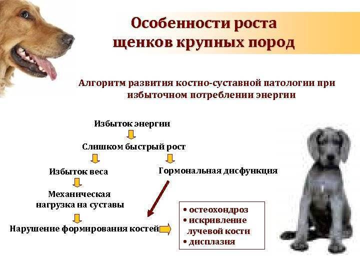 Сколько живут мопсы и как продлить их жизнь!