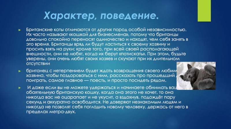 Британская короткошёрстная кошка - фото, окрасы, описание породы и характера