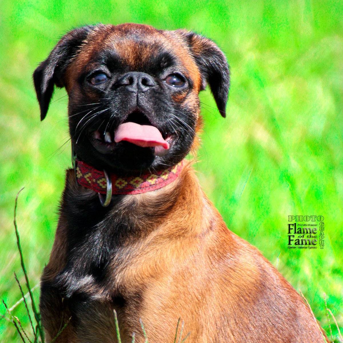 Пти брабансон — стандарт породы, содержание и советы владельцам собак