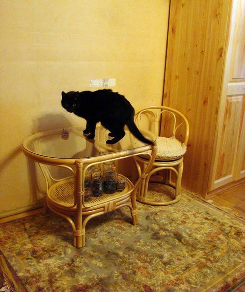 Как отучить кота лазить по столам, ходить по ним и прыгать за едой: советы специалистов