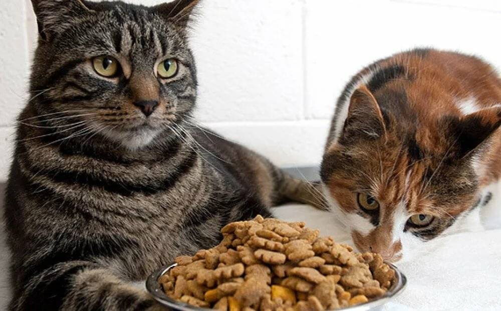 Можно ли кошке давать печень: о полезных и вредных свойствах продукта, как и сколько давать