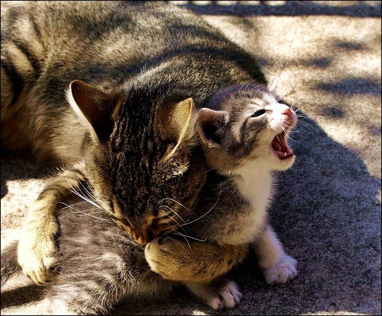 Кошка кусает своих котят — причины