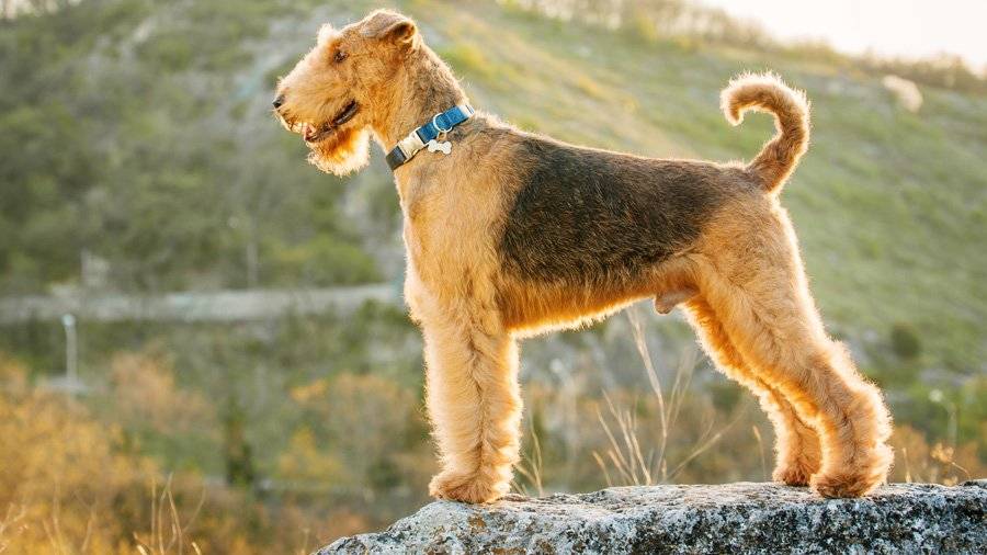 Эрдельтерьер собака. описание, особенности, уход и цена эрдельтерьера | животный мир