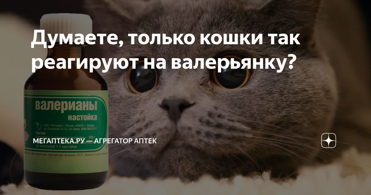 Наркотик для вашего питомца: почему кошки любят валерьянку?