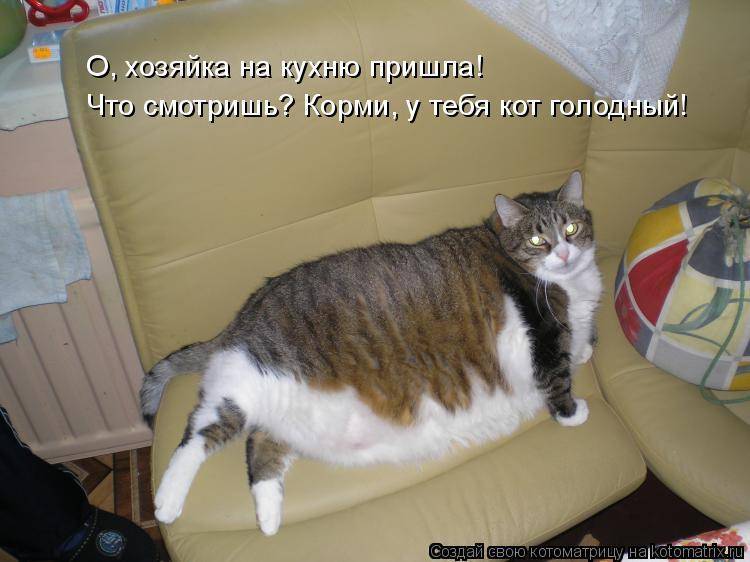 Включи кота быстрей