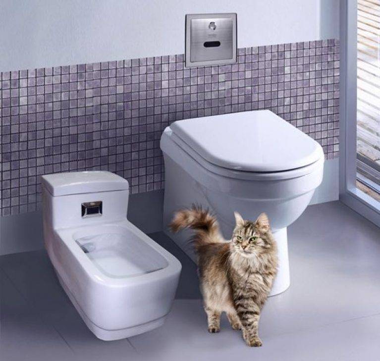 Автоматический туалет для кошек: выбор кошачьего самоочищающегося биотуалета. особенности лотков-роботов для котов. отзывы владельцев