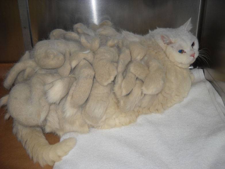 Как избавиться от колтунов у кошек: решаем проблемы с шерсткой
