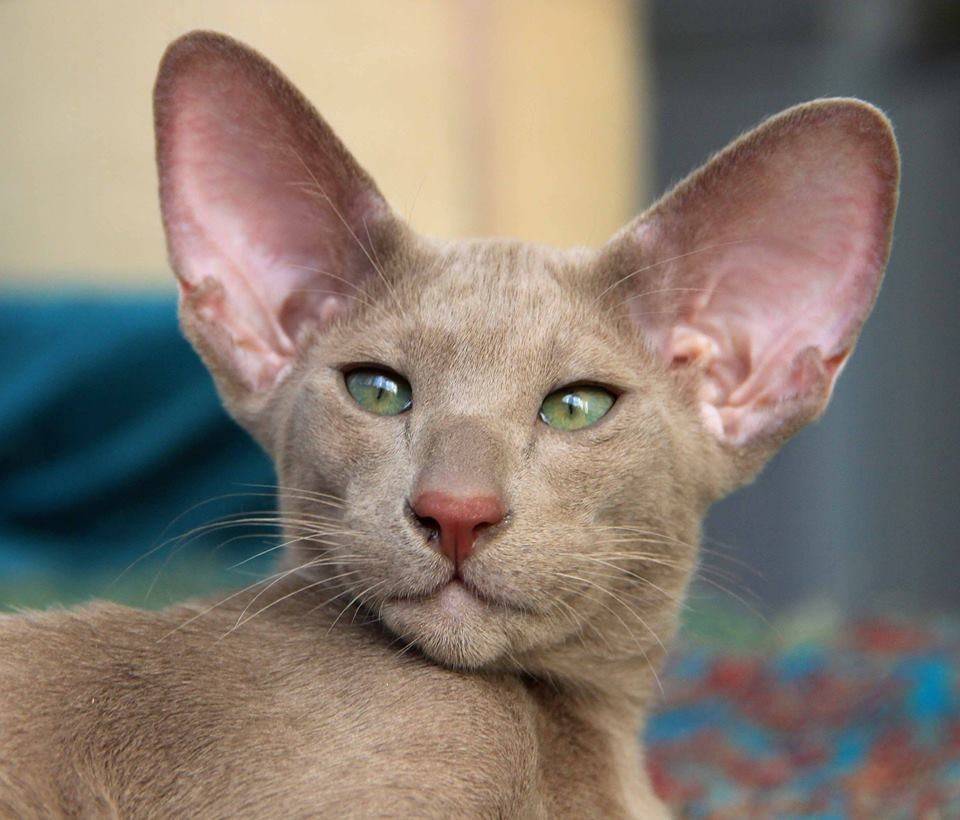 Кошки с большими ушами: список пород и их особенности