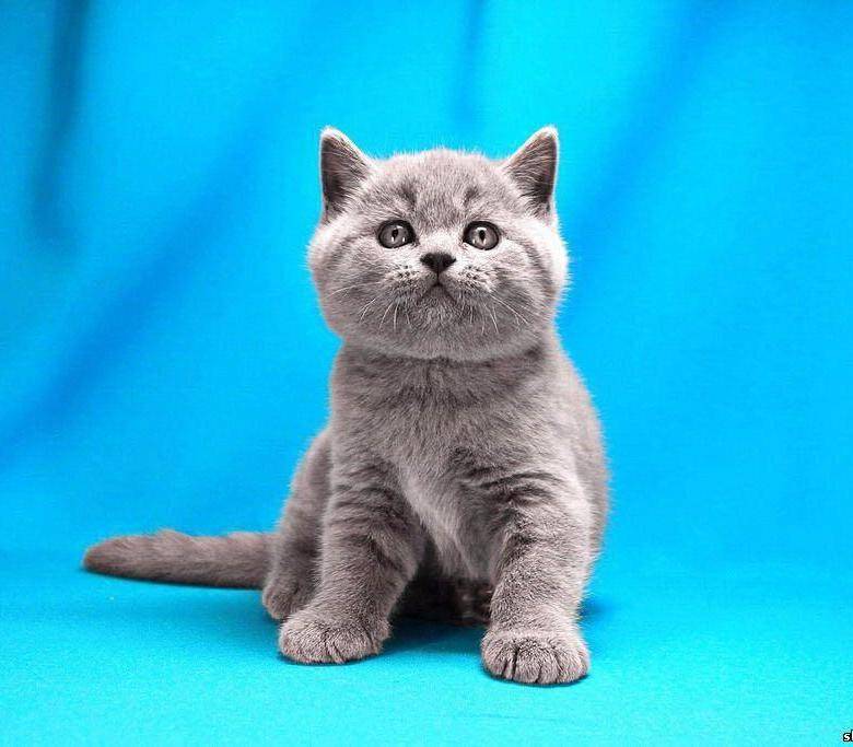 Список лучших кличек для британских котов и кошек и их значение: как назвать домашнего питомца оригинально?