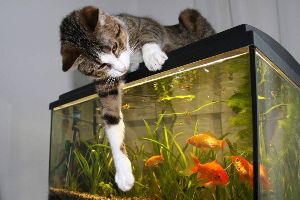 Почему котам нельзя рыбу?