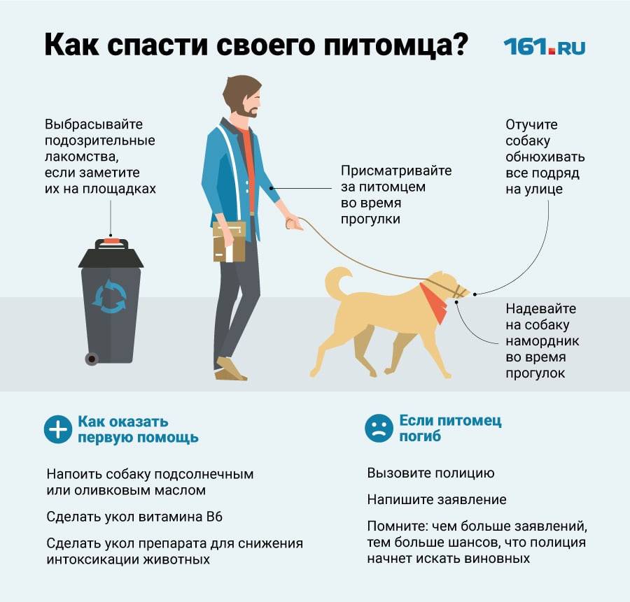 Как помочь собаке пережить жару. симптомы перегрева, помощь при солнечном ударе