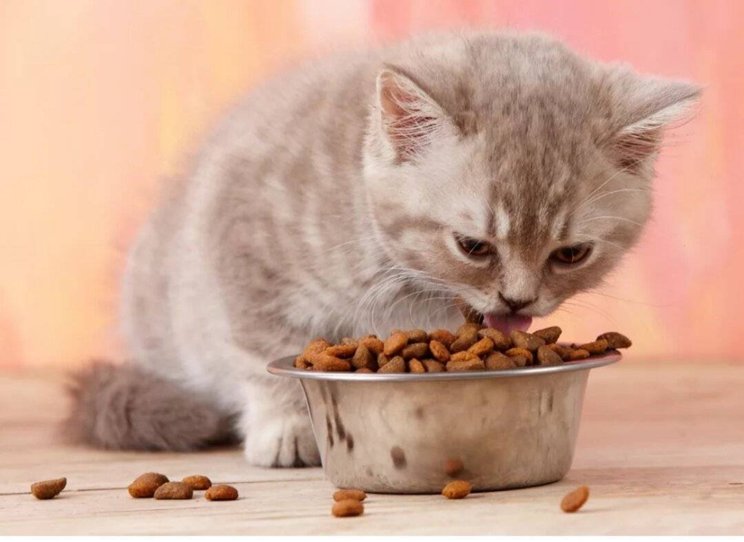 Кошка перестала есть сухой корм – что делать, почему животное отказывается от него?
