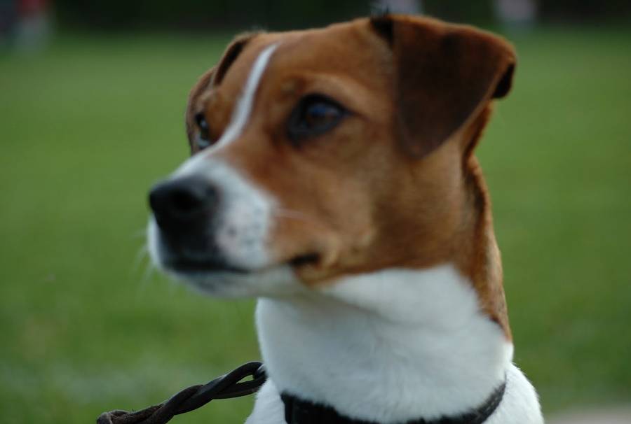 Немецкий вахтельхунд: стандарт породы, фото собаки, особенности ухода за спаниелем