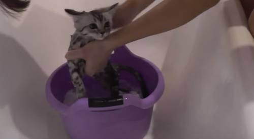 Дегтярное мыло помогает избавиться от блох у кошек