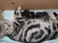 Срок беременности у британских кошек — распишем по порядку