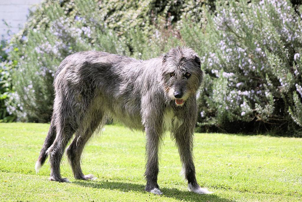 Ирландский волкодав: фото и описание породы собак
ирландский волкодав: фото и описание породы собак