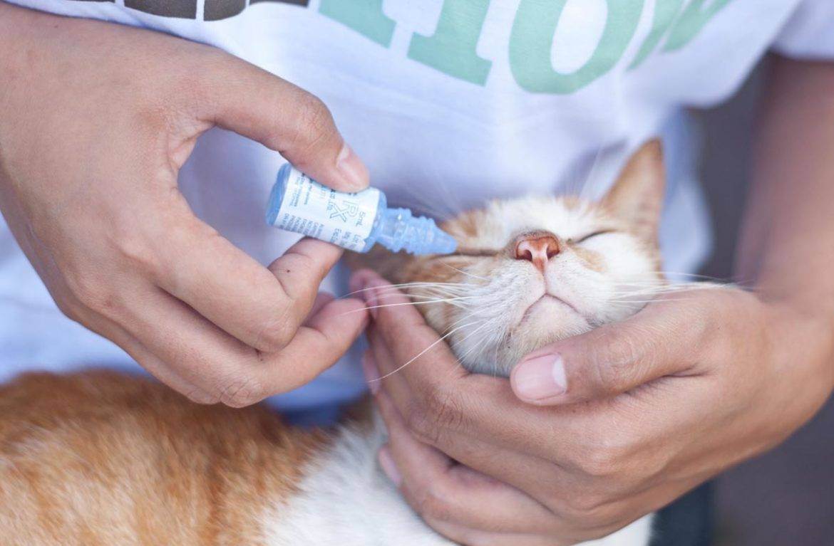 Кот чихает - что делать с целью лечения и диагностики
кот чихает - что делать с целью лечения и диагностики