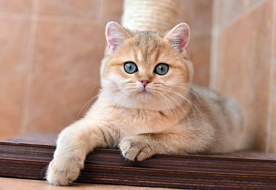Золотая британская шиншилла (23 фото): описание шиншилловых британцев, характер золотистых кошек и котов. длинношерстные и короткошерстные котята