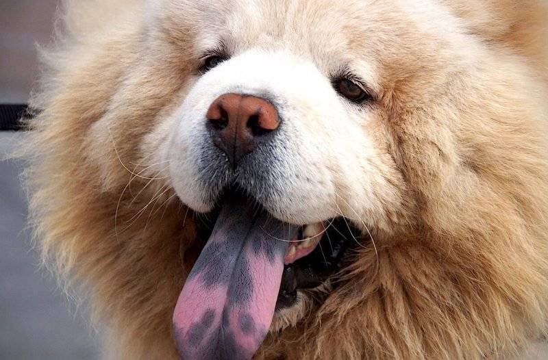 Почему у собаки торчит кончик языка: причины физиологические и их последствия