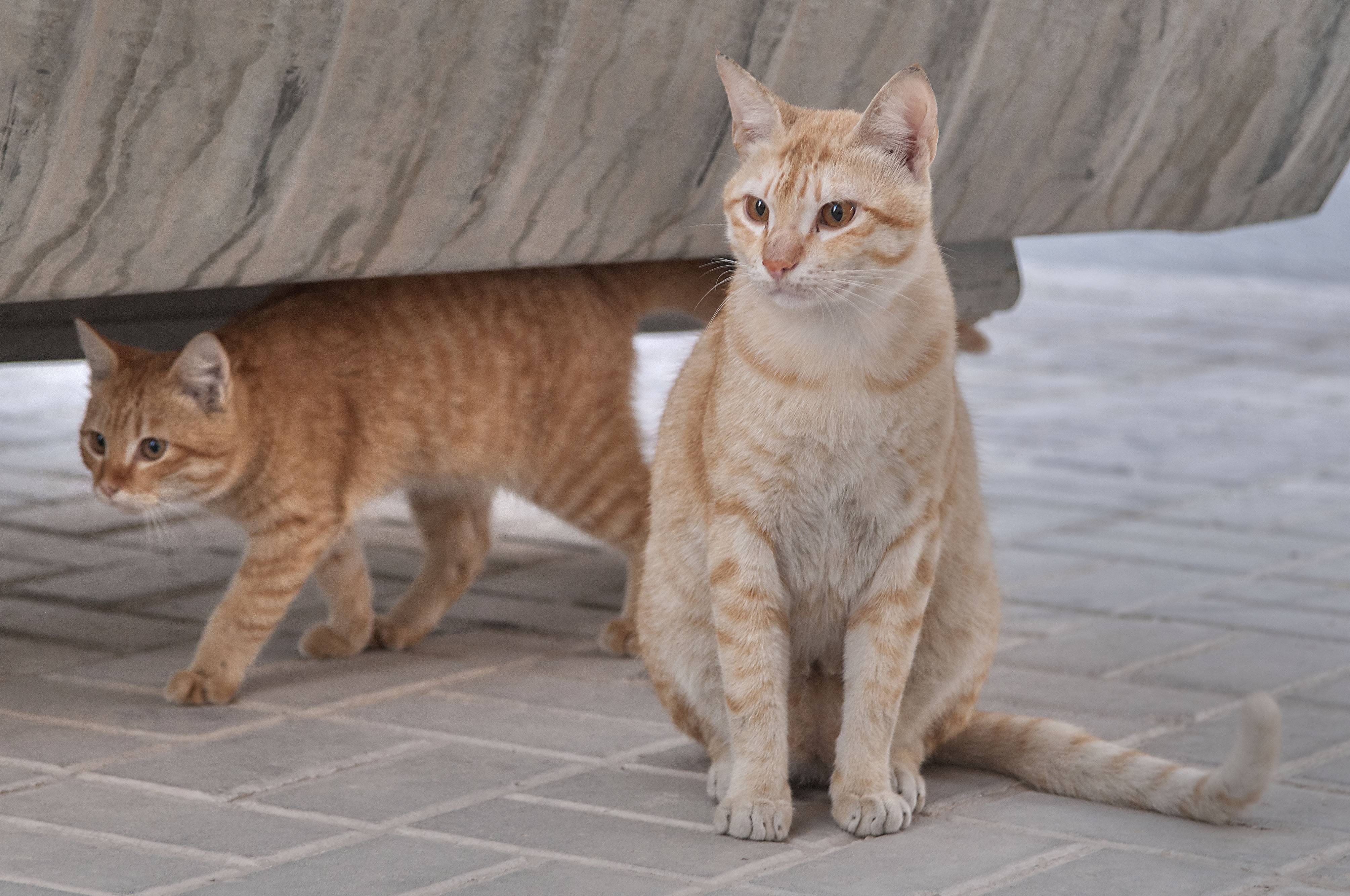 Аравийский мау. Аравийский МАУ кошка. Порода Аравийский МАУ. Порода кота Аравийский МАУ. Арабская МАУ порода кошек.