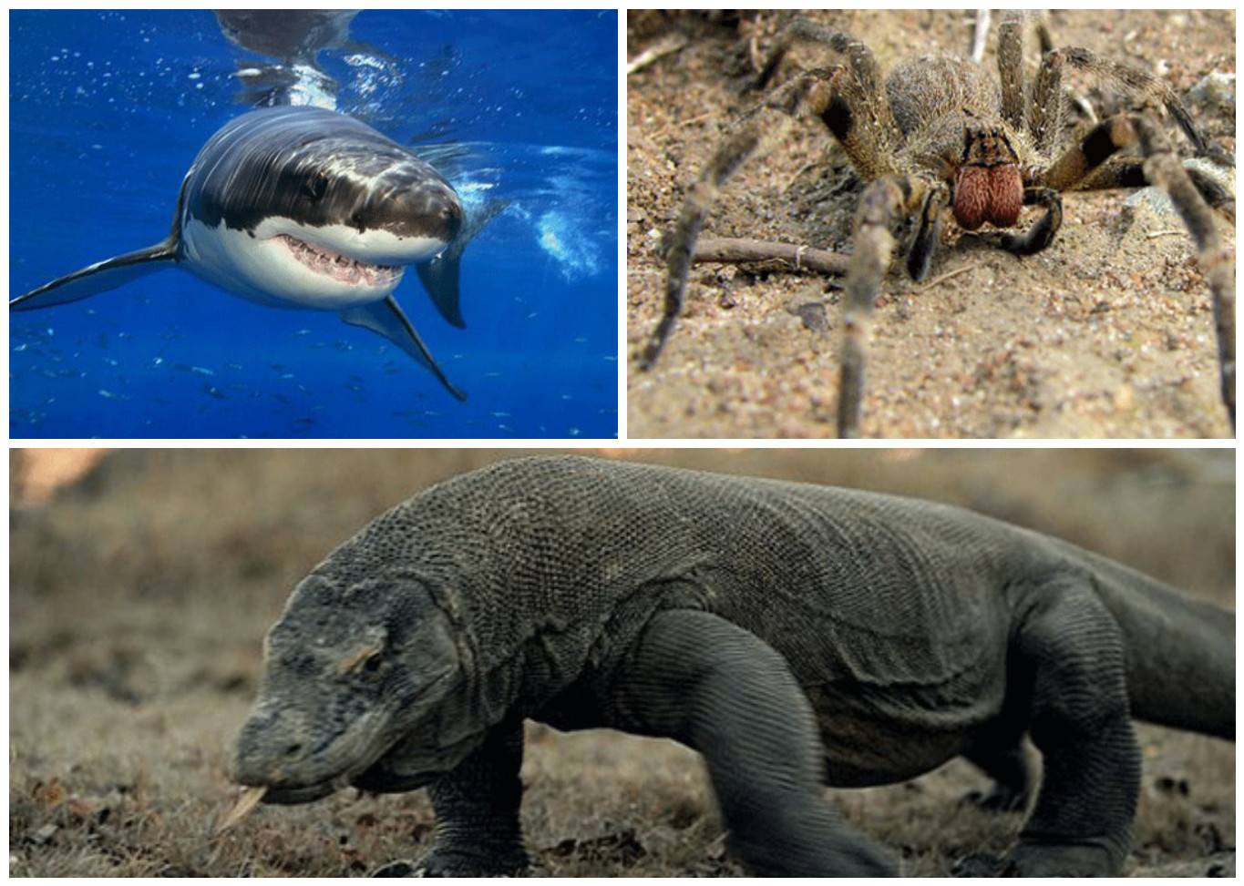 Самые опасные животные на земле – топ 10 | science debate