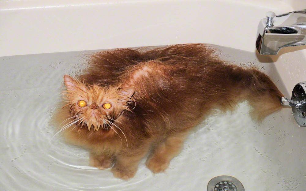 Как искупать кошку если она боится воды и царапается