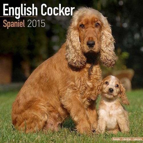 Американский и английский кокер-спаниель. переводы с собачьего, или этология собаки в картинках