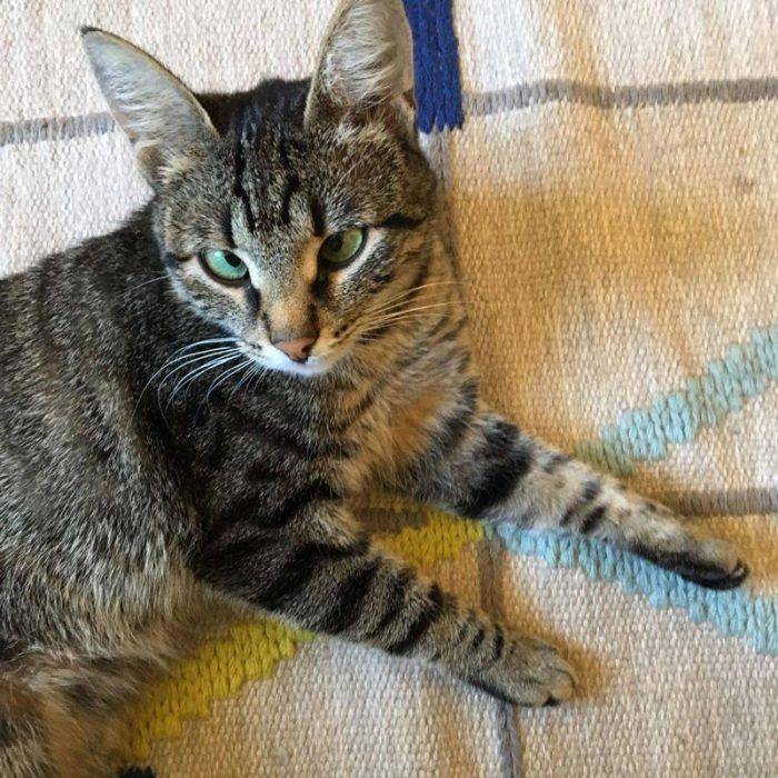 Кошки каких пород могут иметь полосатый окрас: фото и названия котов-полосатиков