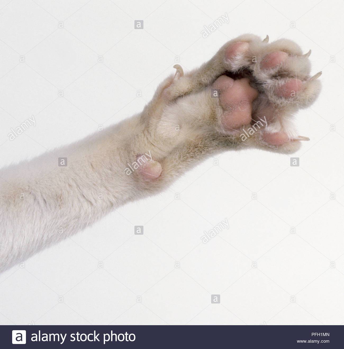 Какое количество пальцев считается нормой у кошек на передних и задних лапах