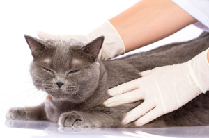 Глисты у кошек: симптомы, диагноз, лечение, профилактика | 
ветеринарная служба владимирской области