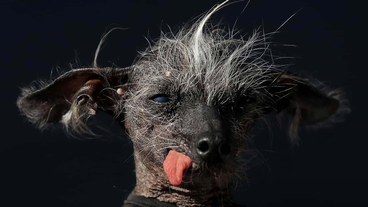 Страшная собака фото из тик тока