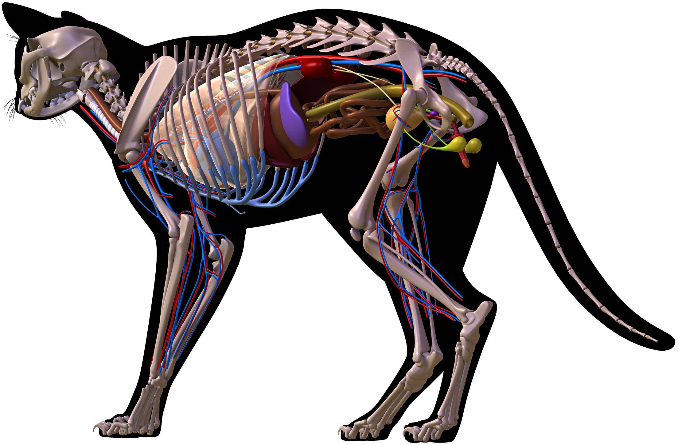 Анатомия кошки внутренние органы