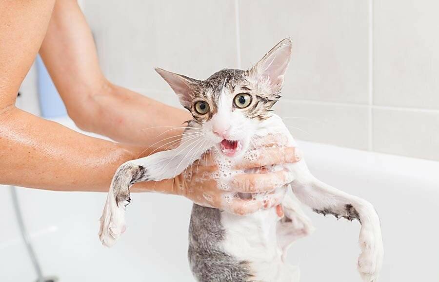 Как мыть кота без специального шампуня: чем можно помыть?