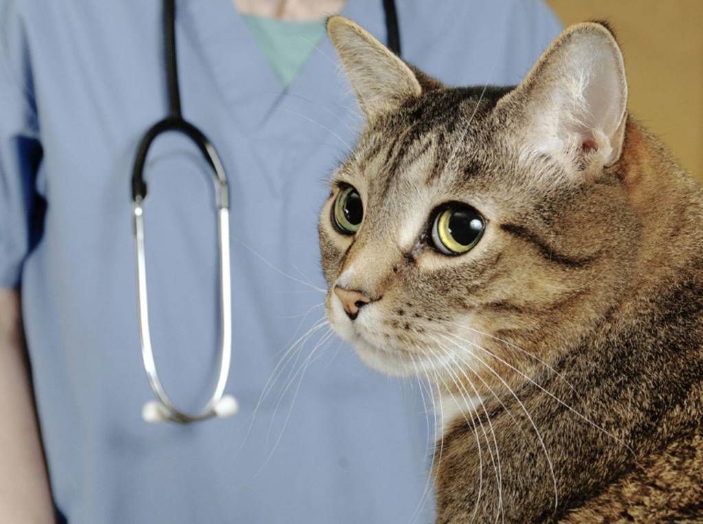 Схема лечение инсульта у котов