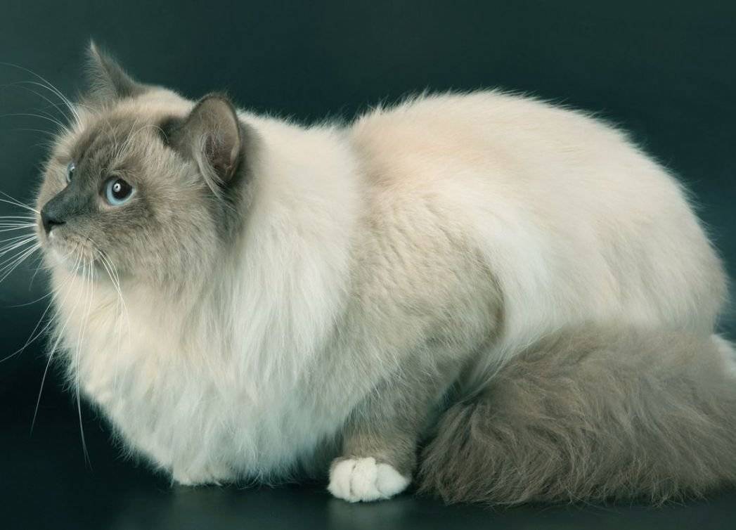 Сиамско Сибирская кошка
