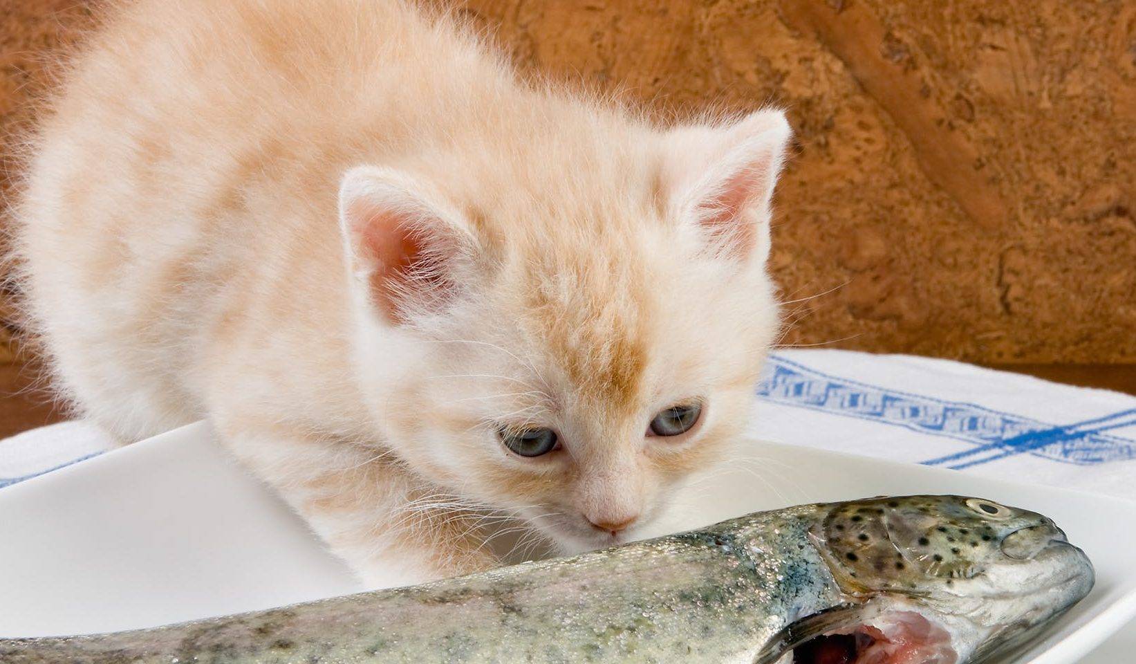 Можно ли кошкам рыбу с костями: острые и опасные.
