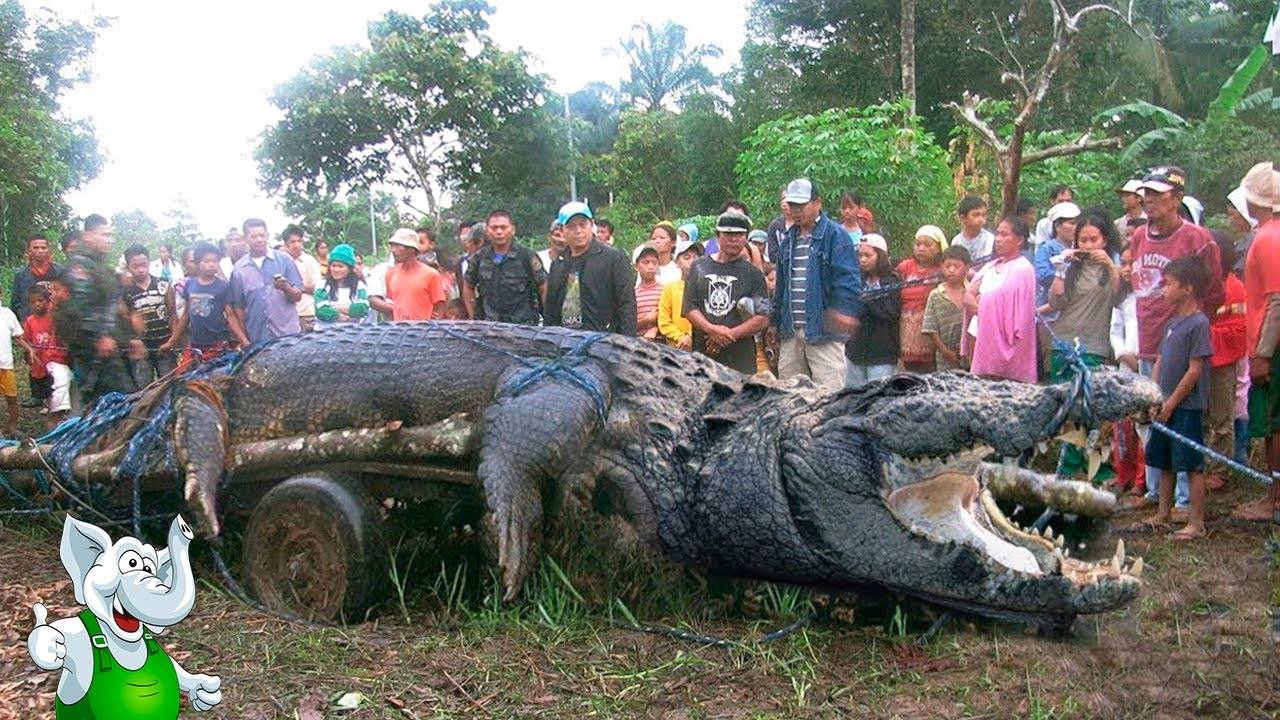 10 самых больших животных. описание и фото самых больших животных