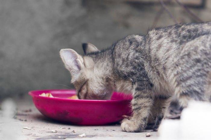 Чем кормить котёнка в 1 месяц: приучение к пище, разрешённые и запрещённые продукты, график кормёжек