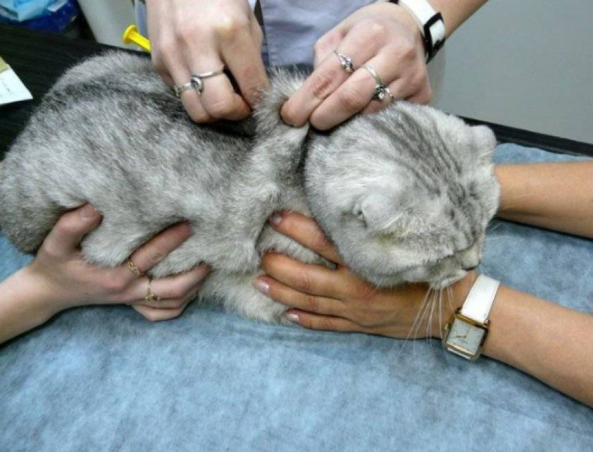 Как лечить Гемобартенелез у кошек?