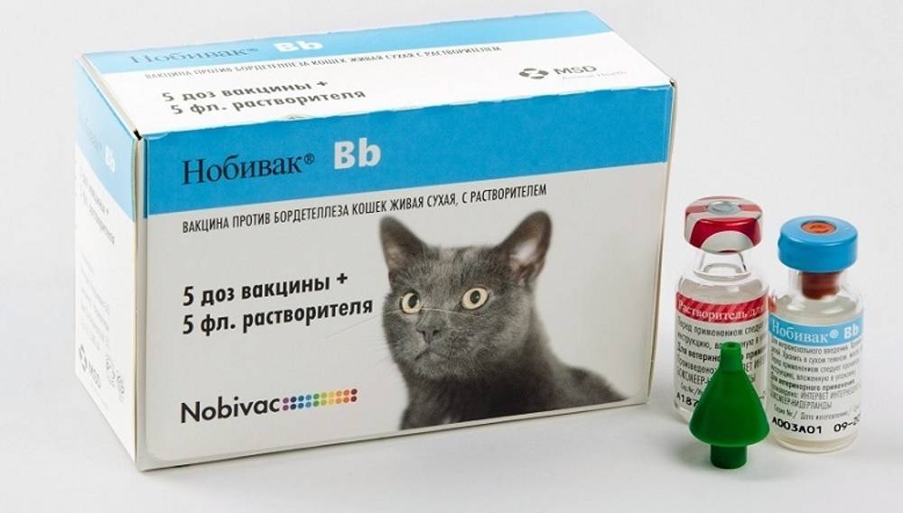 8 часто встречаемых вирусных инфекций у кошек: диагностика, симптомы, лечение, методы профилактики и прогноз