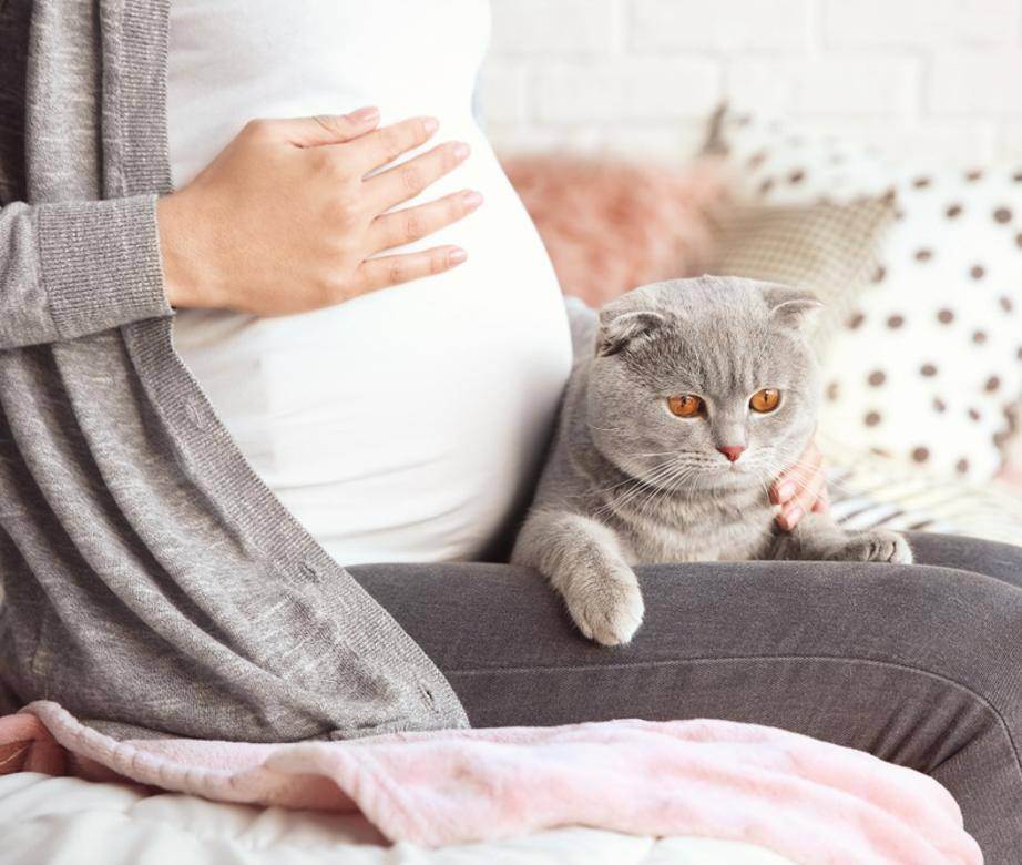 Чем опасны кошки для беременных: можно ли гладить питомца в таком положении