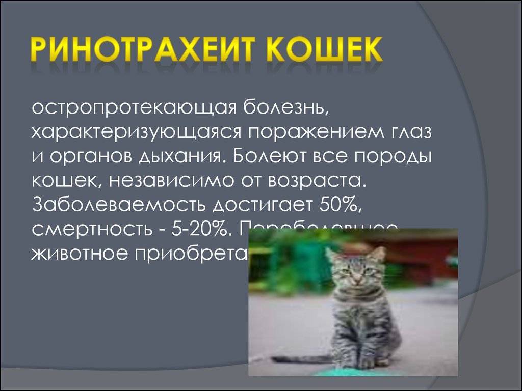 Болезни пород кошек. Инкубационный период ринотрахеита кошек. Вирусные заболевания кошек. Инфекционный ринотрахеит кошек.