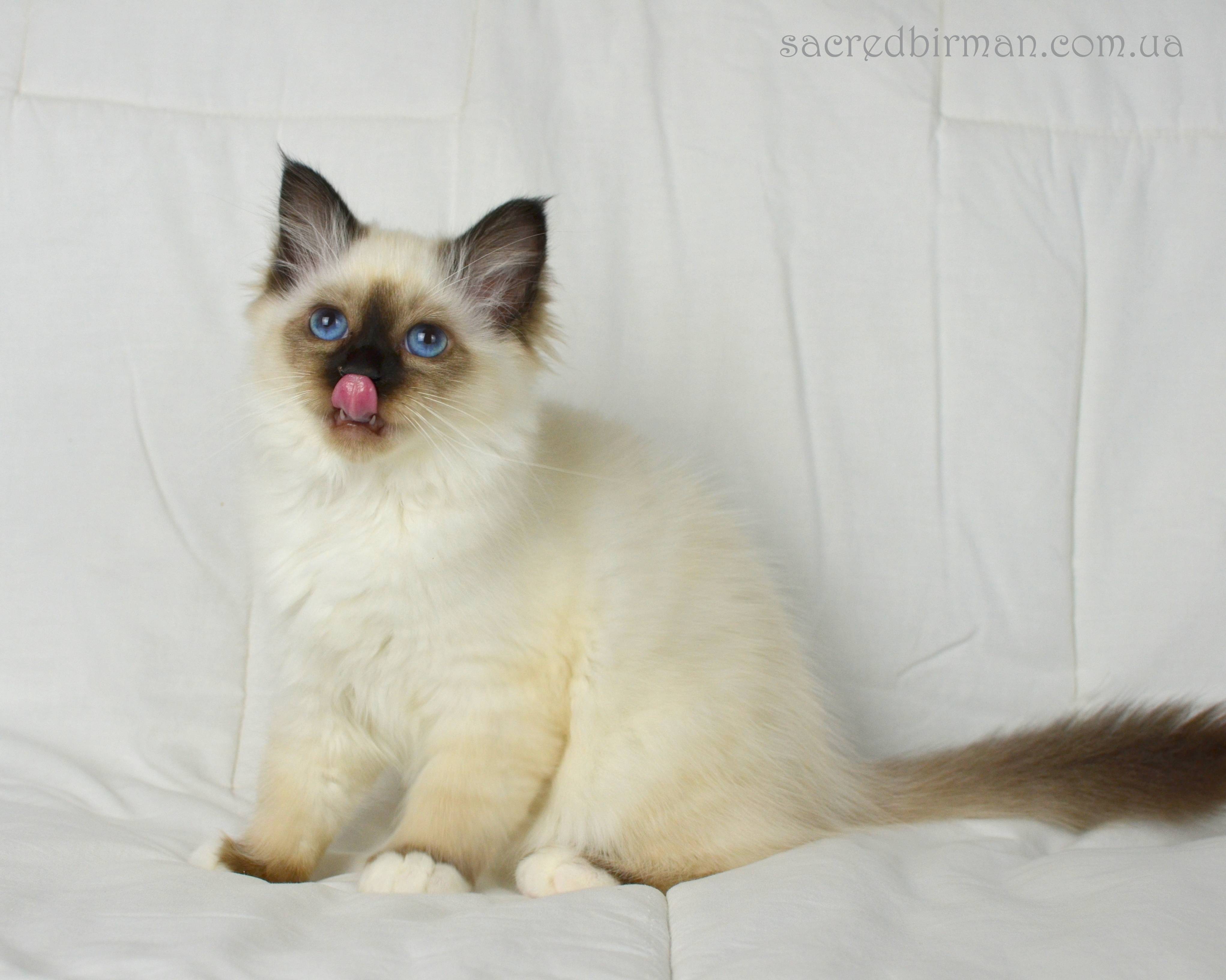 Бирманская кошка (бирма) - фото, цена котенка, описание характера и стандарта