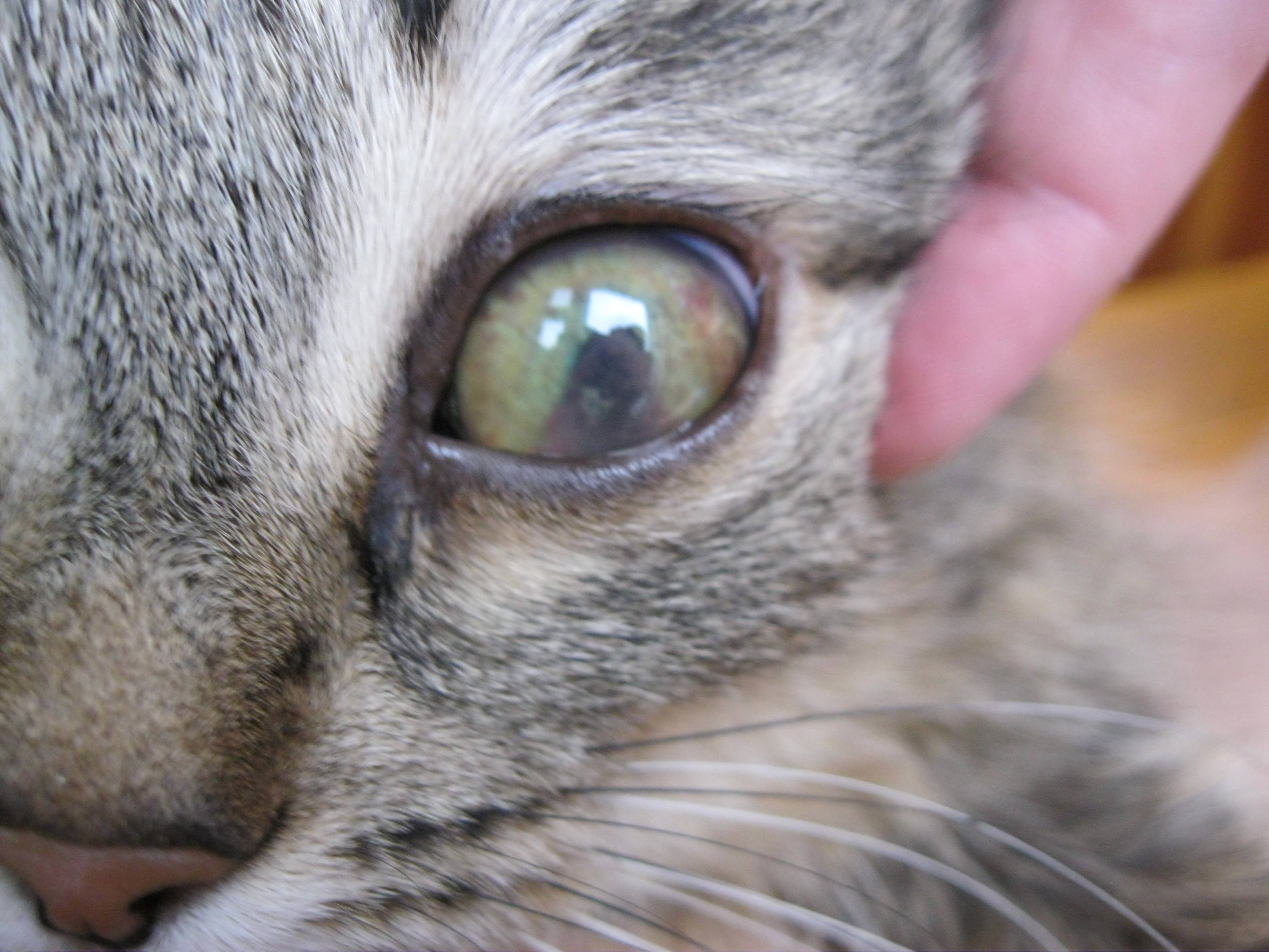 Что такое третье веко у кошки: причины и лечение