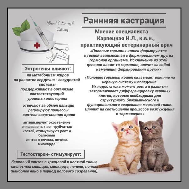 Кастрация котов и стерилизация кошек: все аргументы «за» и «против»