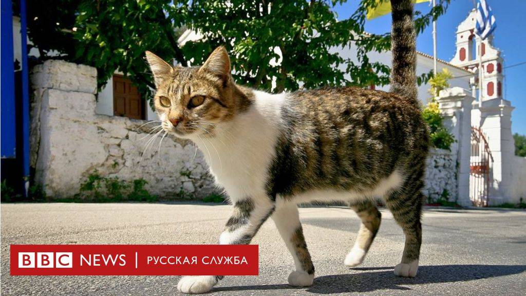 Земля, где правят кошки. кошачий остров — фраджост