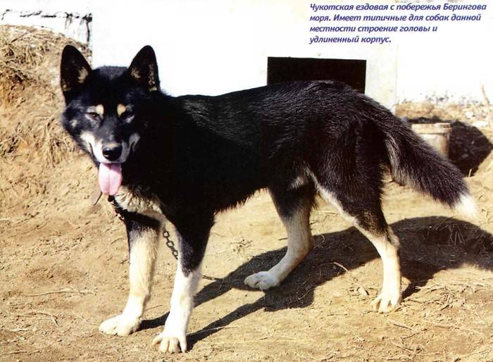 Русские породы собак — обзор с фотографиями и названиями