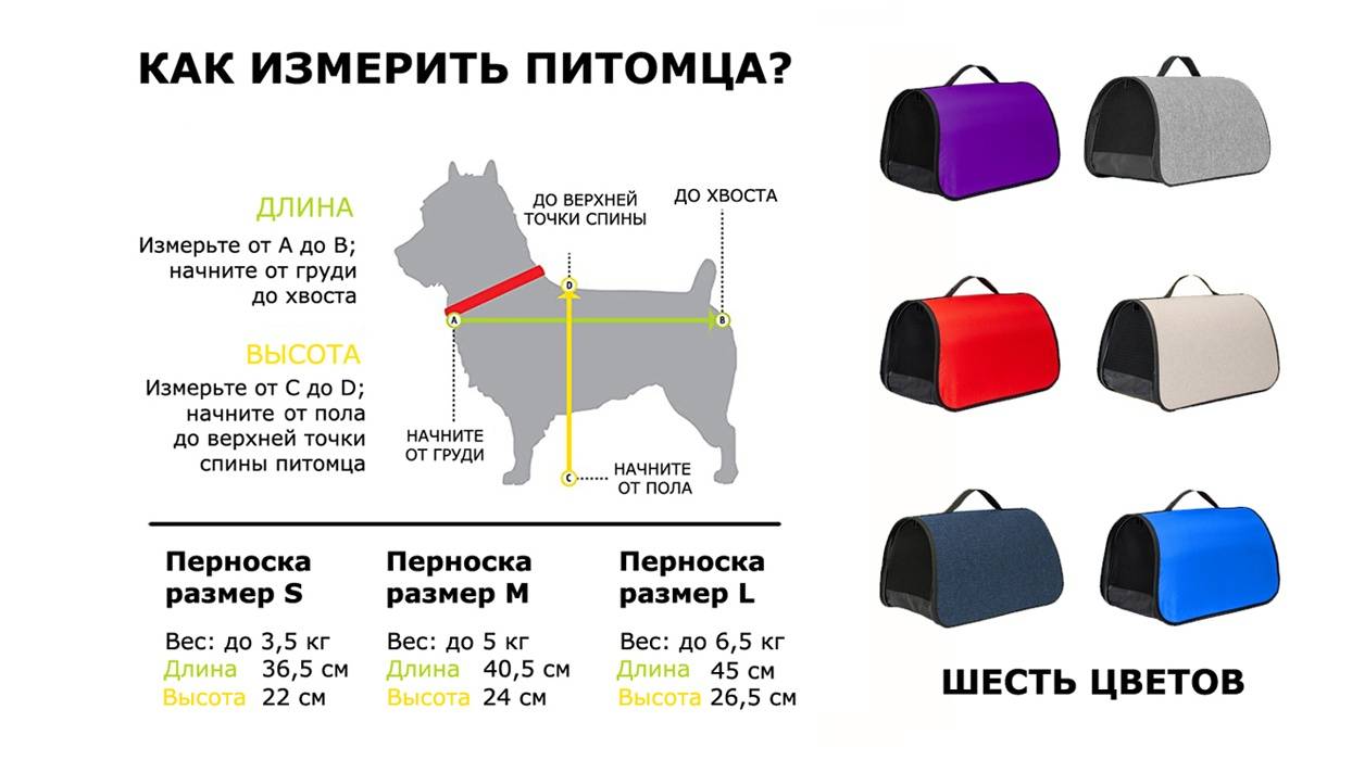 Как перевезти кошку на дальнее расстояние с минимальными осложнения