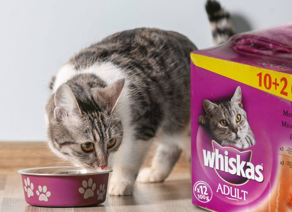 Описание и состав корма «вискас» для котят и взрослых кошек